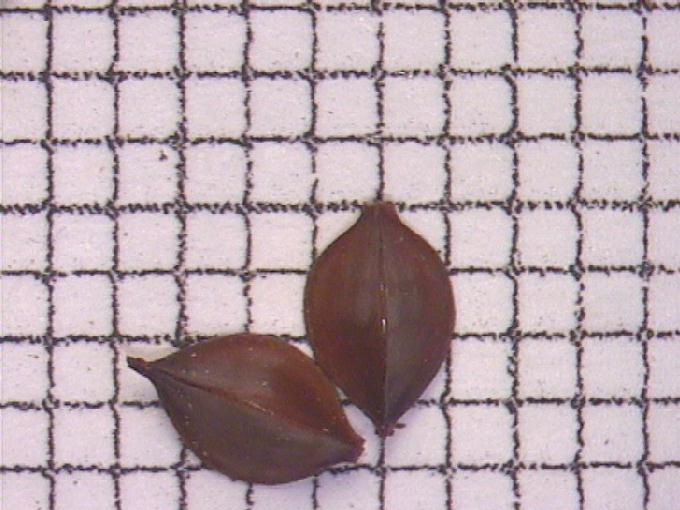 Rumex hydrolapathum Huds.
