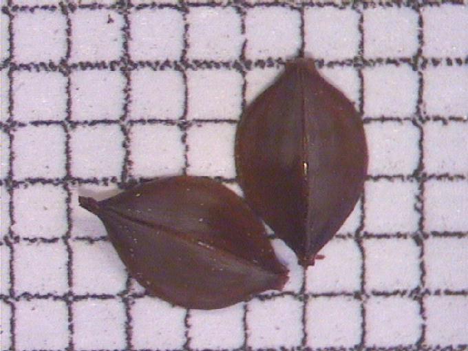 Rumex hydrolapathum Huds.