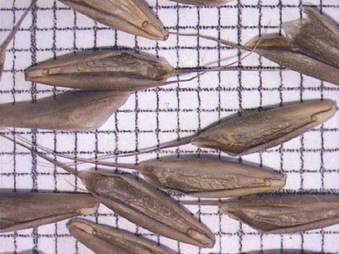 Bromus hordeaceus L.