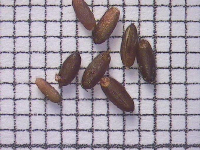 Glyceria fluitans (L.) R. Brown