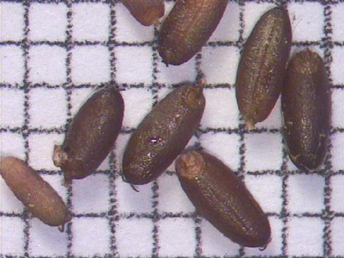 Glyceria fluitans (L.) R. Brown