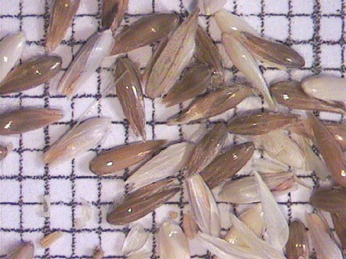 Phalaris arundinacea L.