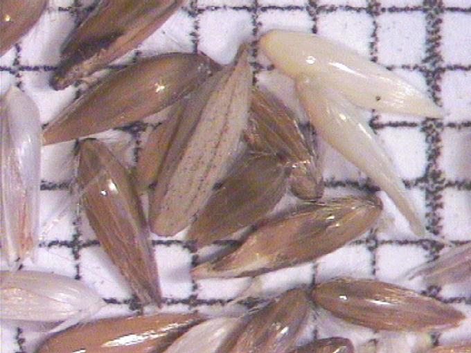 Phalaris arundinacea L.