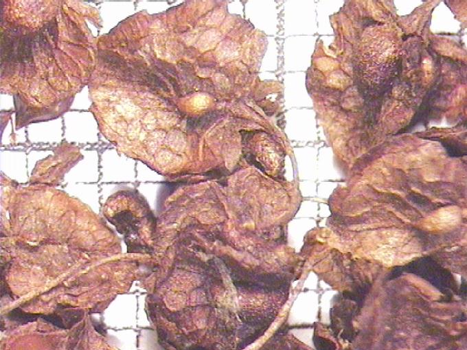 Rumex crispus L.