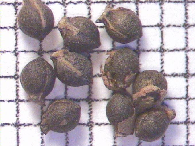 Cladium mariscus (L.) Pohl
