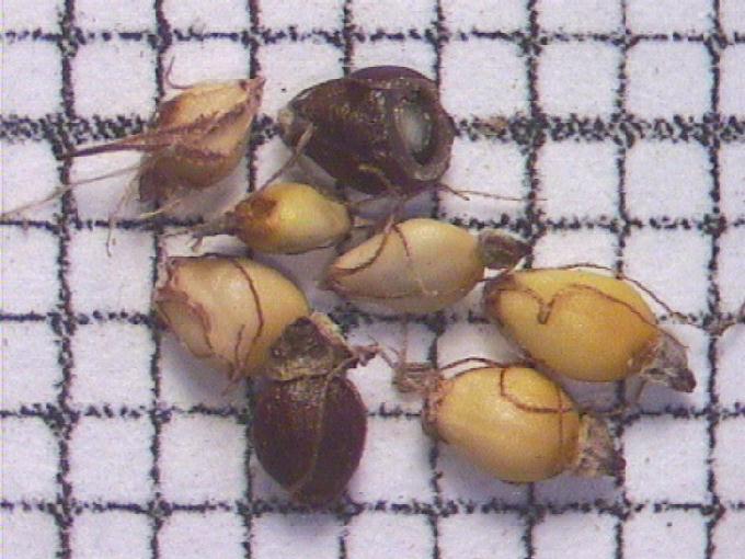 Eleocharis palustris (L.) Roem. et Schult.