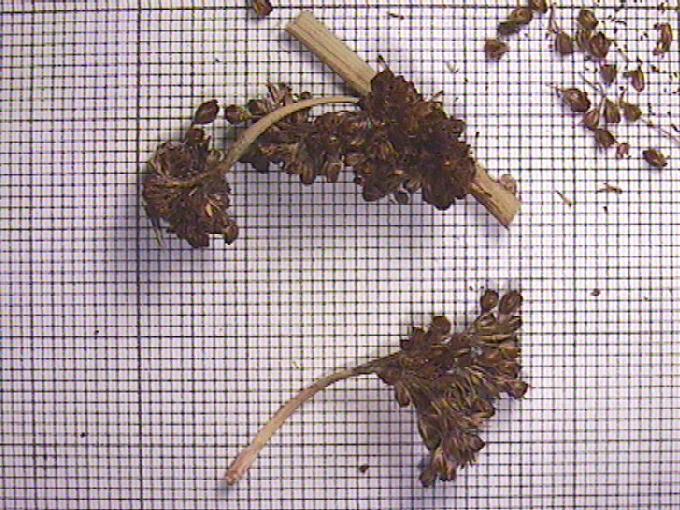 Juncus effusus L.