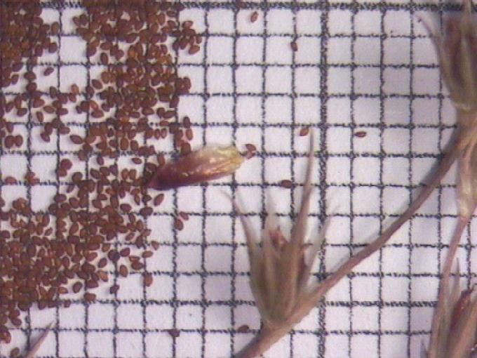 Juncus bufonius L.