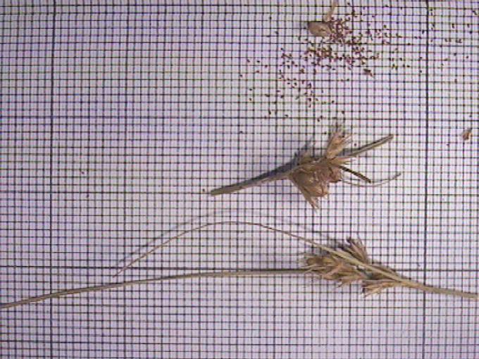 Juncus tenageia L. f.