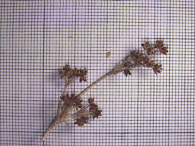 Juncus articulatus L.