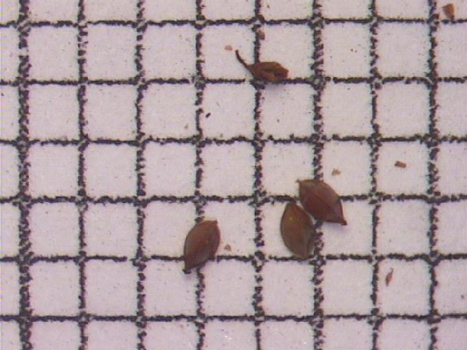 Rumex maritimus L.