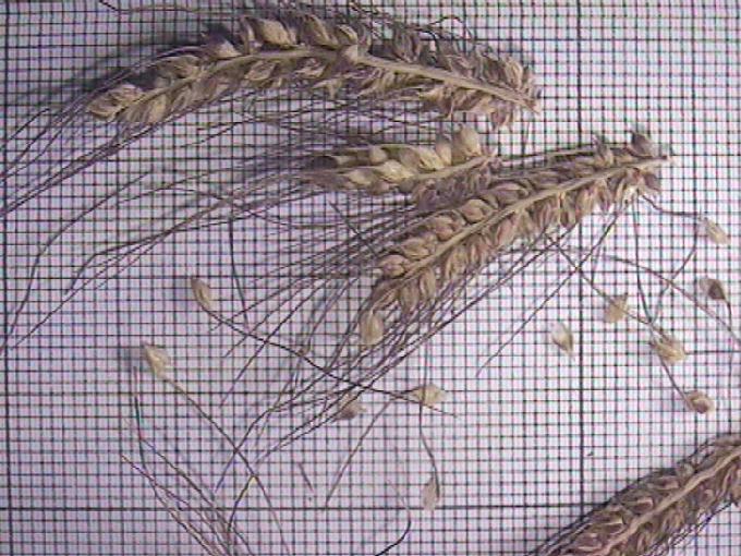 Echinochloa crus-galli (L.) Beauv.