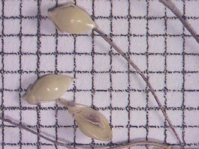 Echinochloa crus-galli (L.) Beauv.