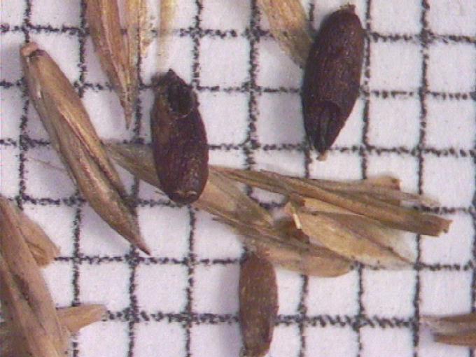Molinia sp.