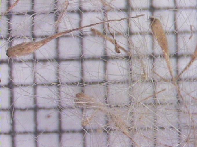 Typha angustifolia L.