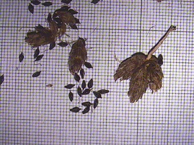 Scirpus maritimus L.