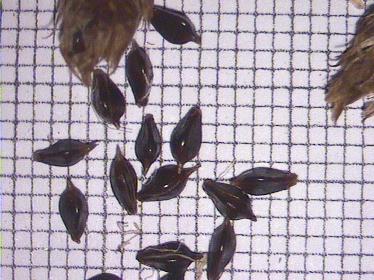 Scirpus maritimus L.