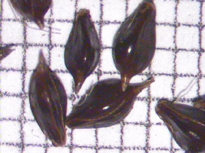 Scirpus maritimus L.