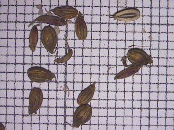 Oenanthe aquatica (L.) Poiret