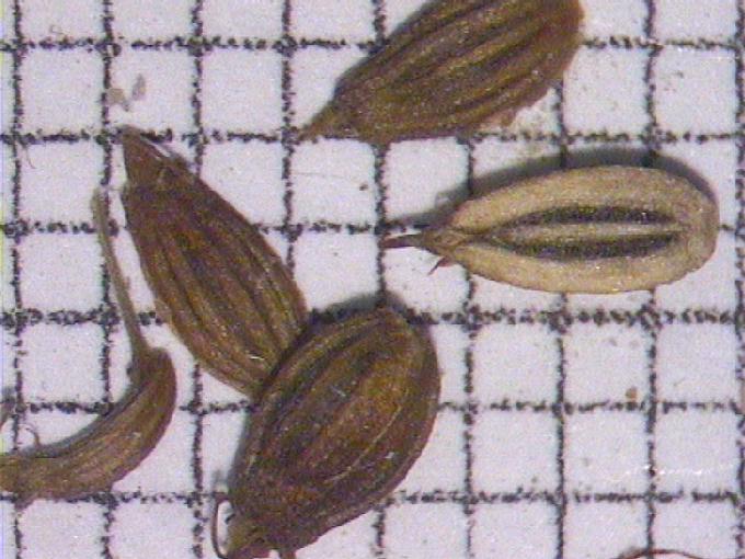 Oenanthe aquatica (L.) Poiret