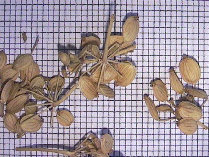 Pastinaca sativa L.