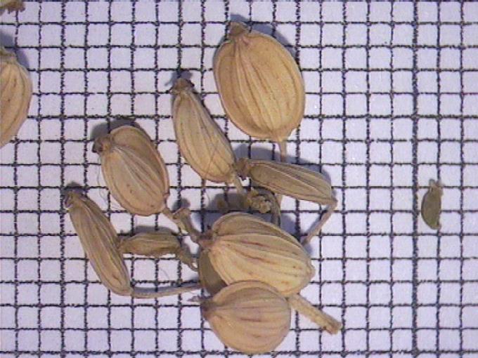 Pastinaca sativa L.