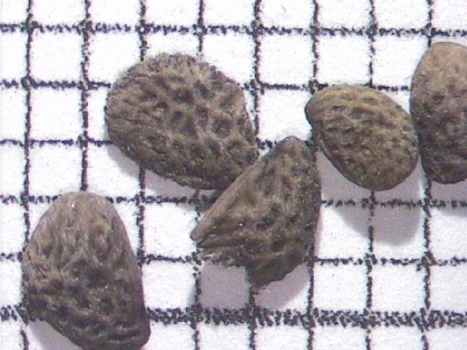 Rubus fructicosus L.