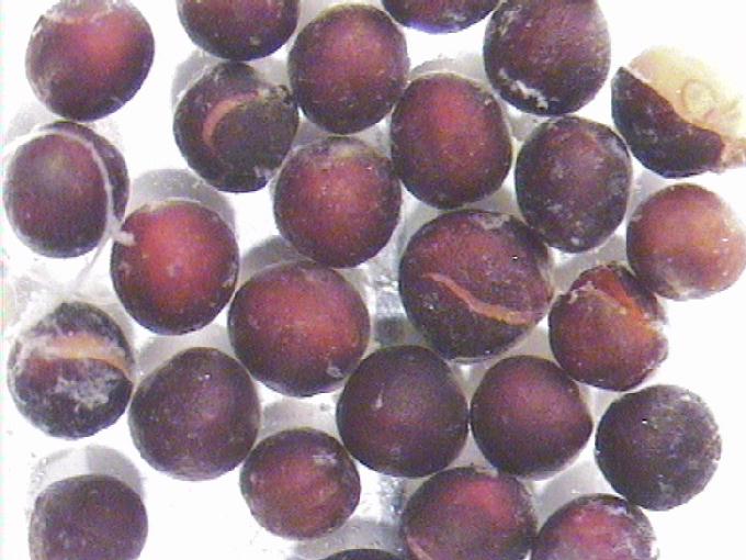 Brassica napus L.