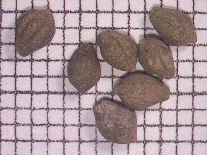 Sparganium sp.