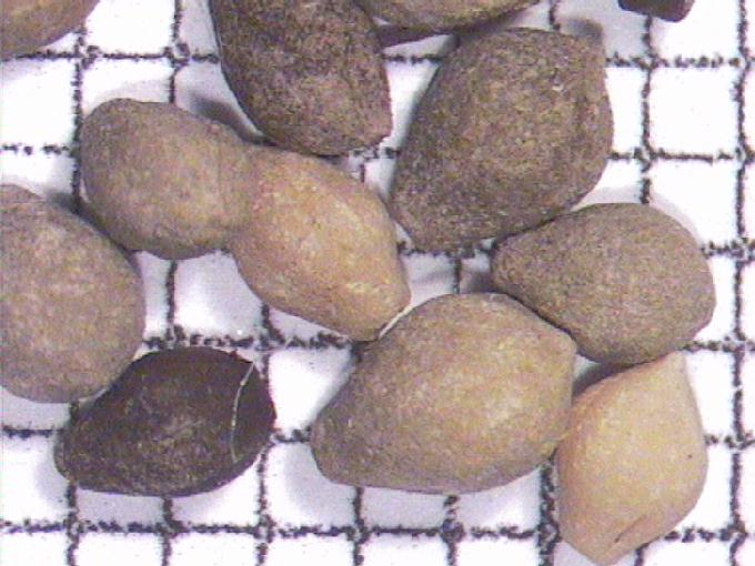 Sparganium sp.