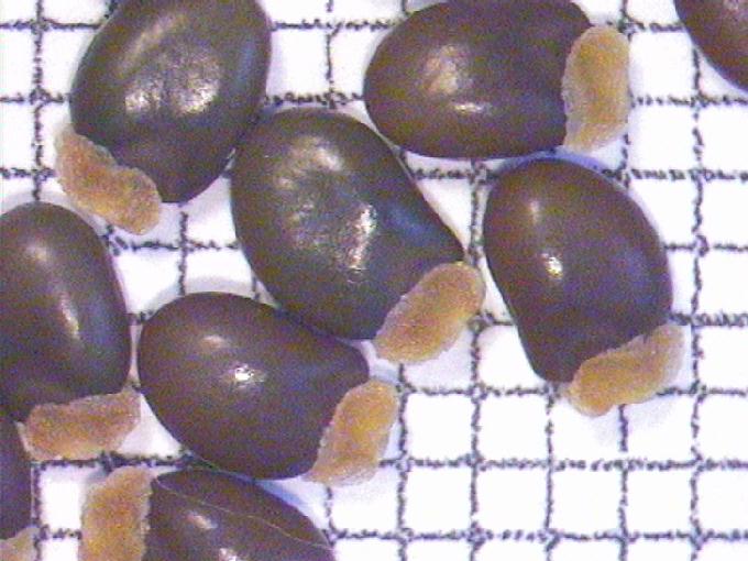 Cytisus scoparius (L.) Link
