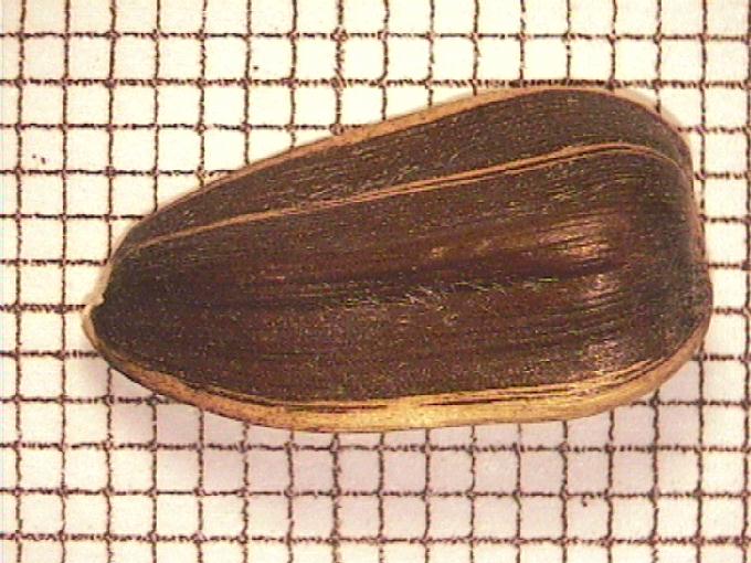 Helianthus annuus L.