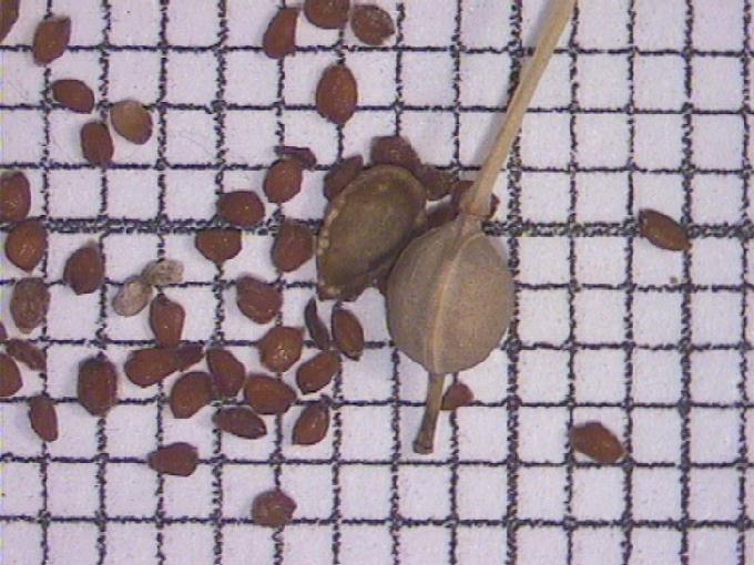 Rorippa sp.