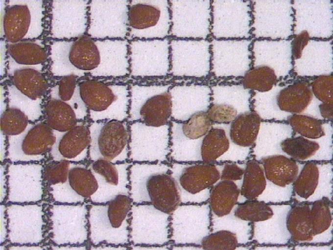 Rorippa sp.