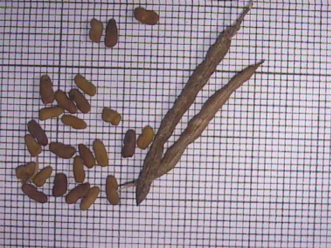 Galega officinalis L.
