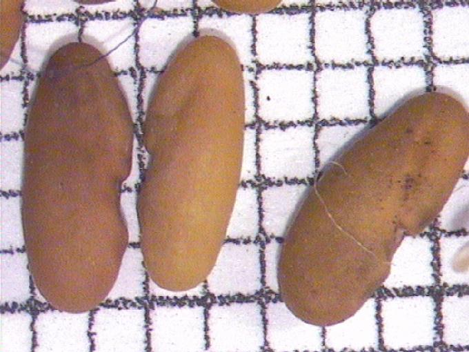 Galega officinalis L.