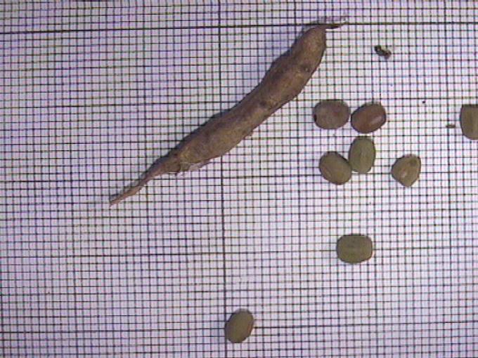 Lathyrus tuberosus L.