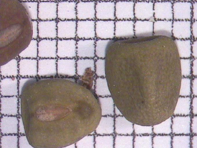 Lathyrus tuberosus L.