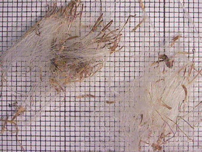 Tussilago farfara L.