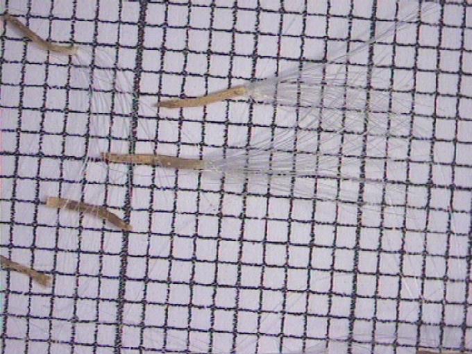 Tussilago farfara L.