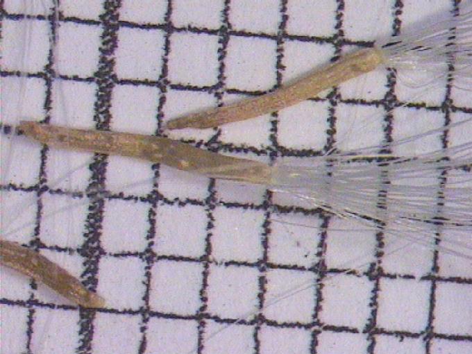 Tussilago farfara L.