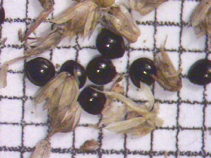 Amaranthus hybridus L.