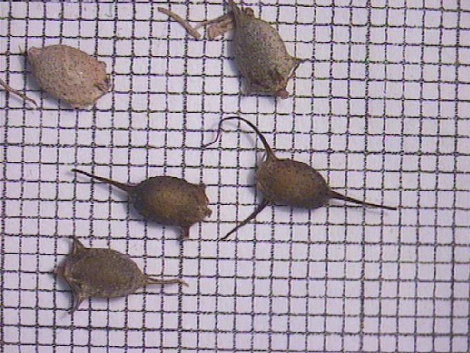 Ceratophyllum demersum L.