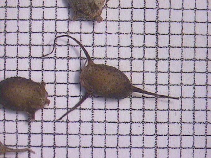 Ceratophyllum demersum L.