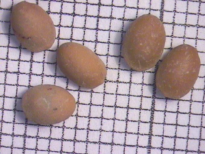Ceratophyllum demersum L.