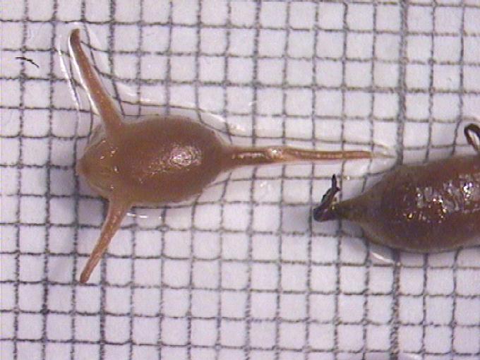 Ceratophyllum demersum L.