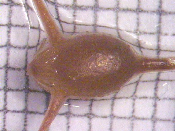 Ceratophyllum demersum L.