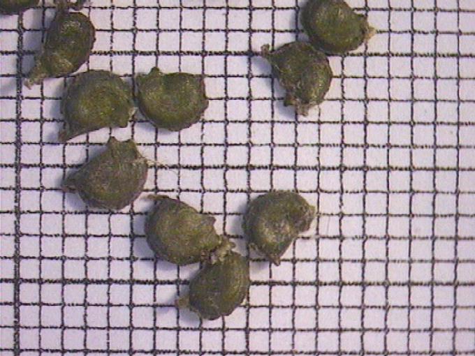 Potamogeton acutifolius Link