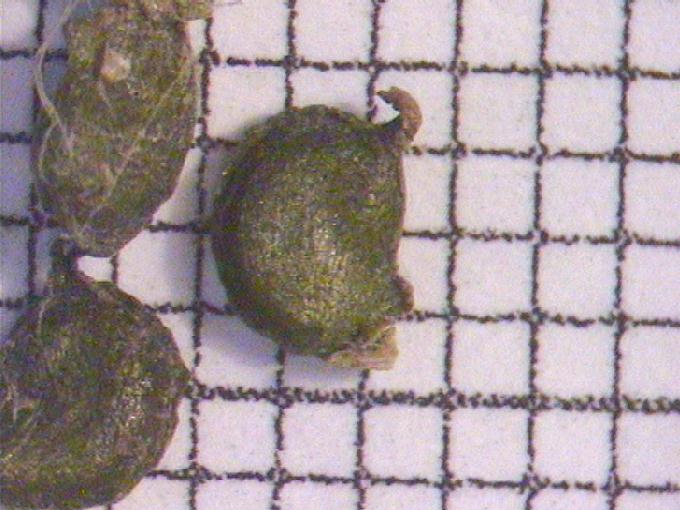 Potamogeton acutifolius Link