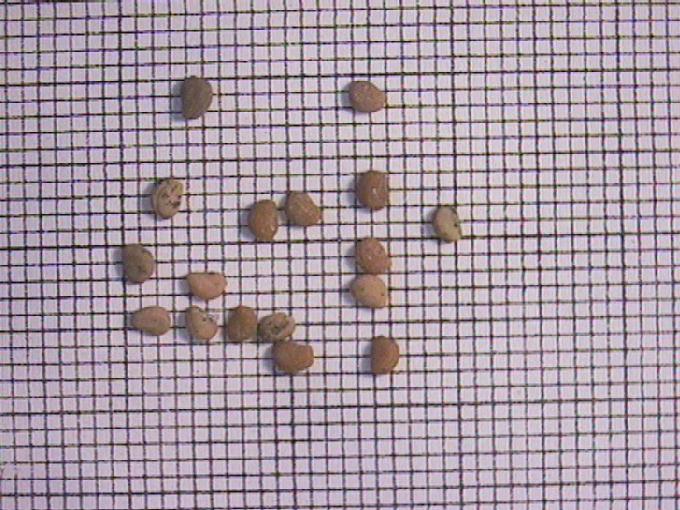 Potamogeton gramineus L.